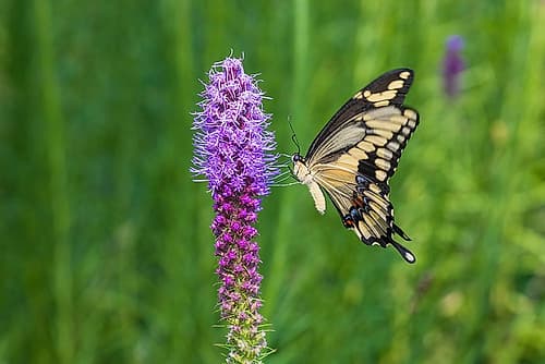 Giant Swallowtail on Prairie blazing star-Rock Cave Nature Preserve-Effingham County-Illinois Art Print